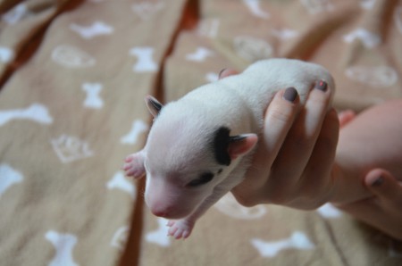 CENTURIO - ...und eine Augenklappe :-)) "Ich bin ein Held!"